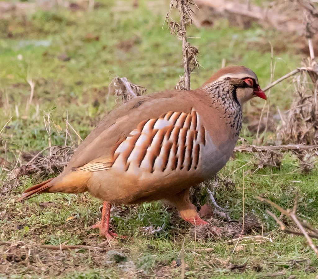 coduri gta san andreas